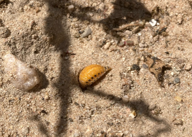 Colorado potato beetle larva in soil.
